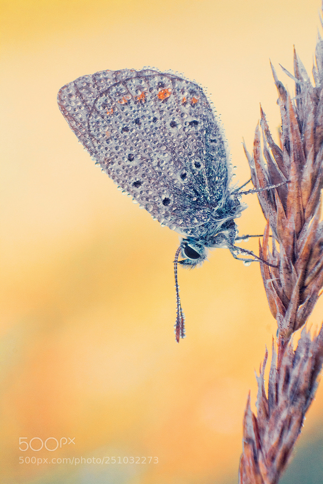 Canon EOS 7D sample photo. Oooooobutterflyoooooo photography
