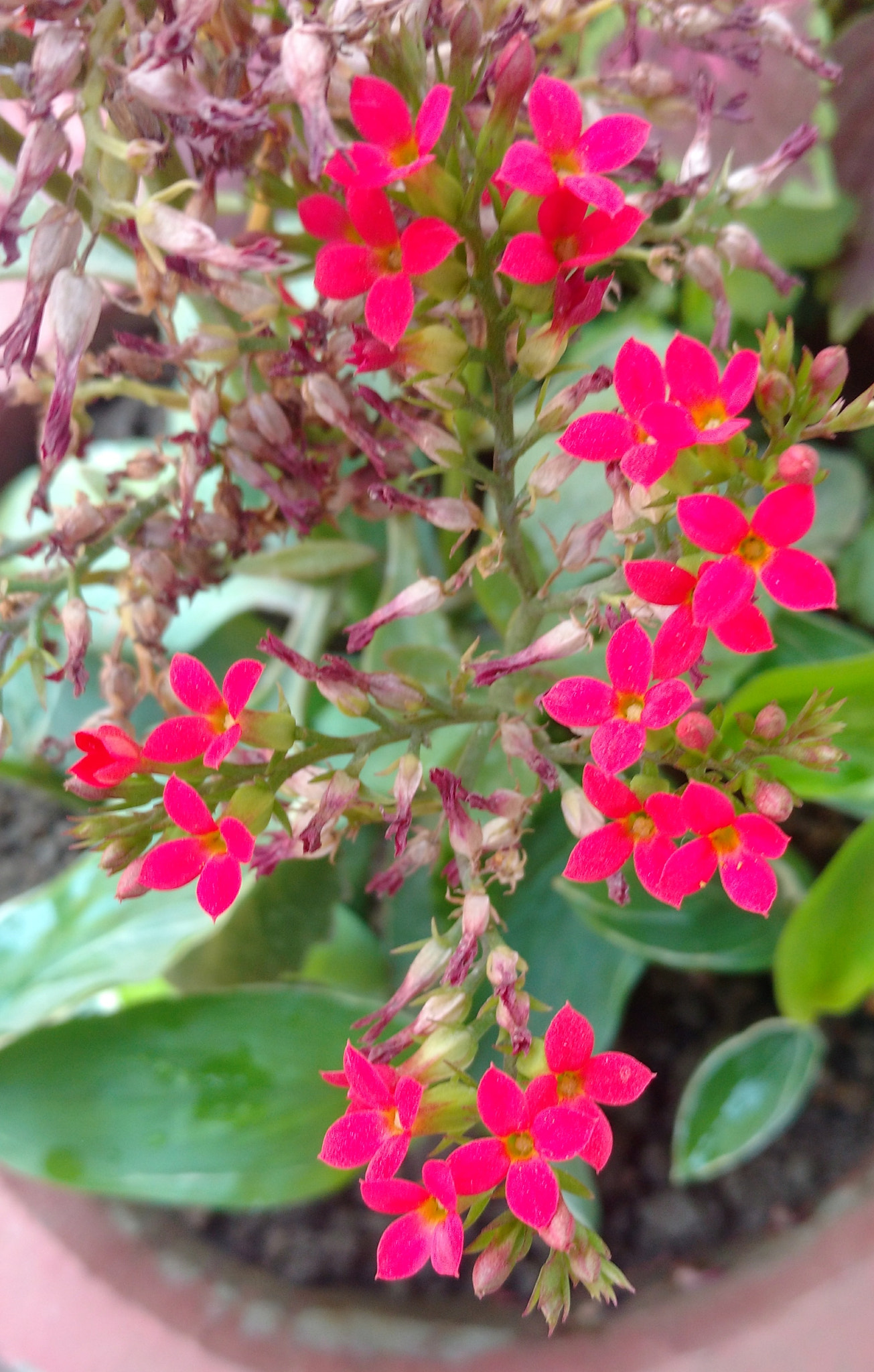 Motorola Moto X Play sample photo. Groups of flowers photography