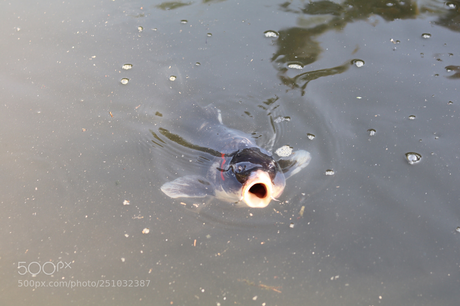 Canon EOS 80D sample photo. Carp photography