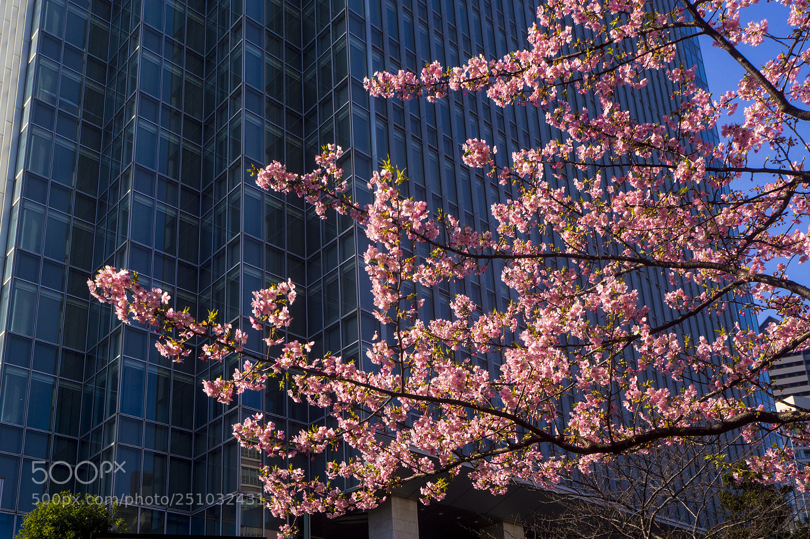 Olympus OM-D E-M10 II sample photo. Cherry blossoms photography