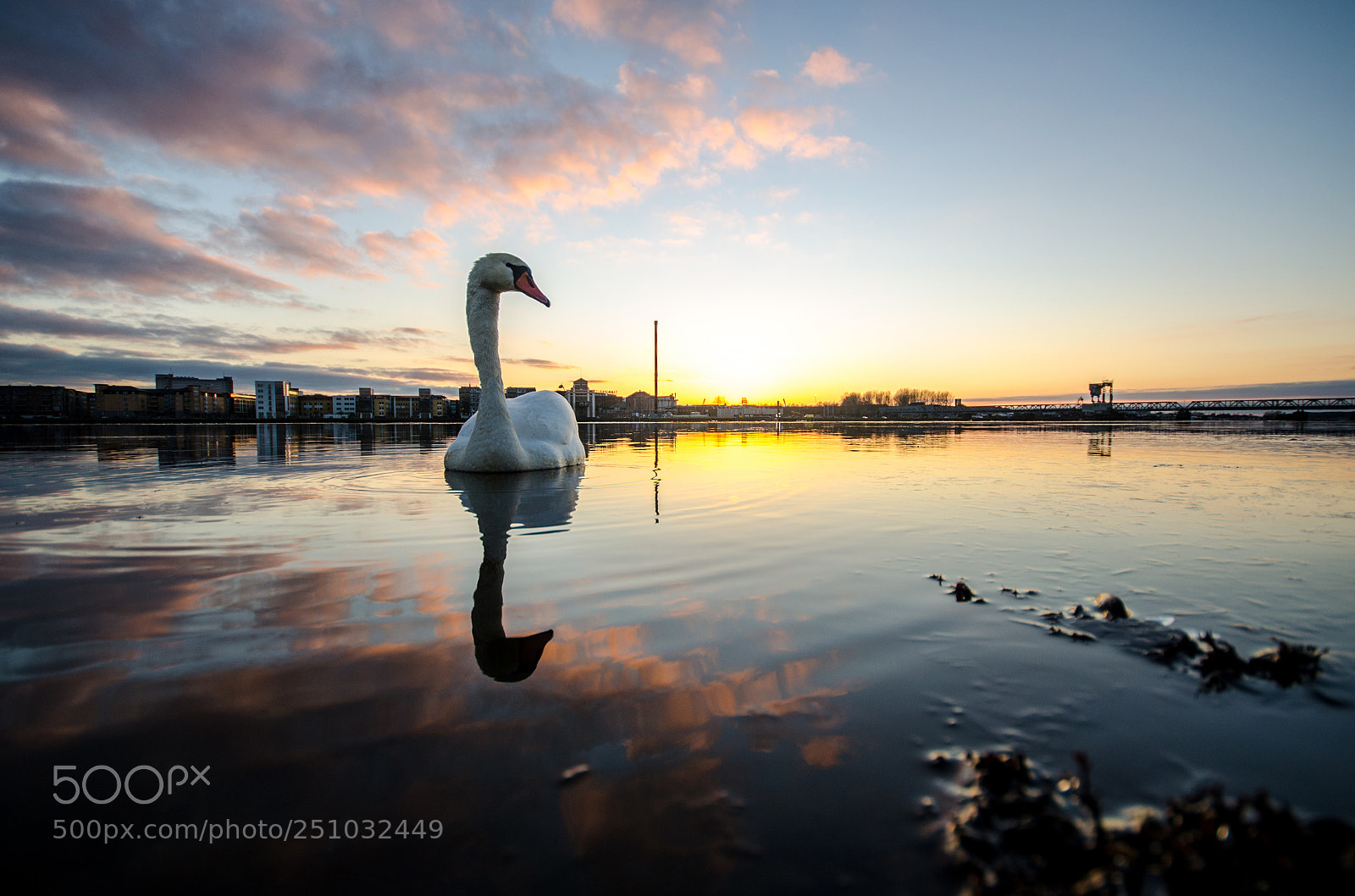 Nikon D5100 sample photo. Lonely swan photography