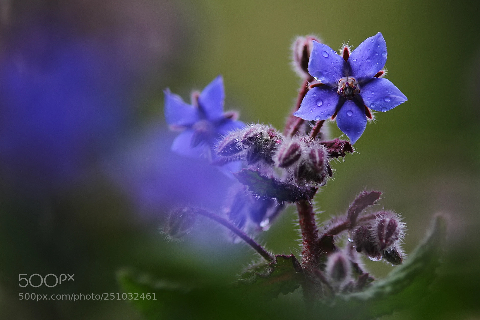 Canon EOS 7D sample photo. It is raining blues photography