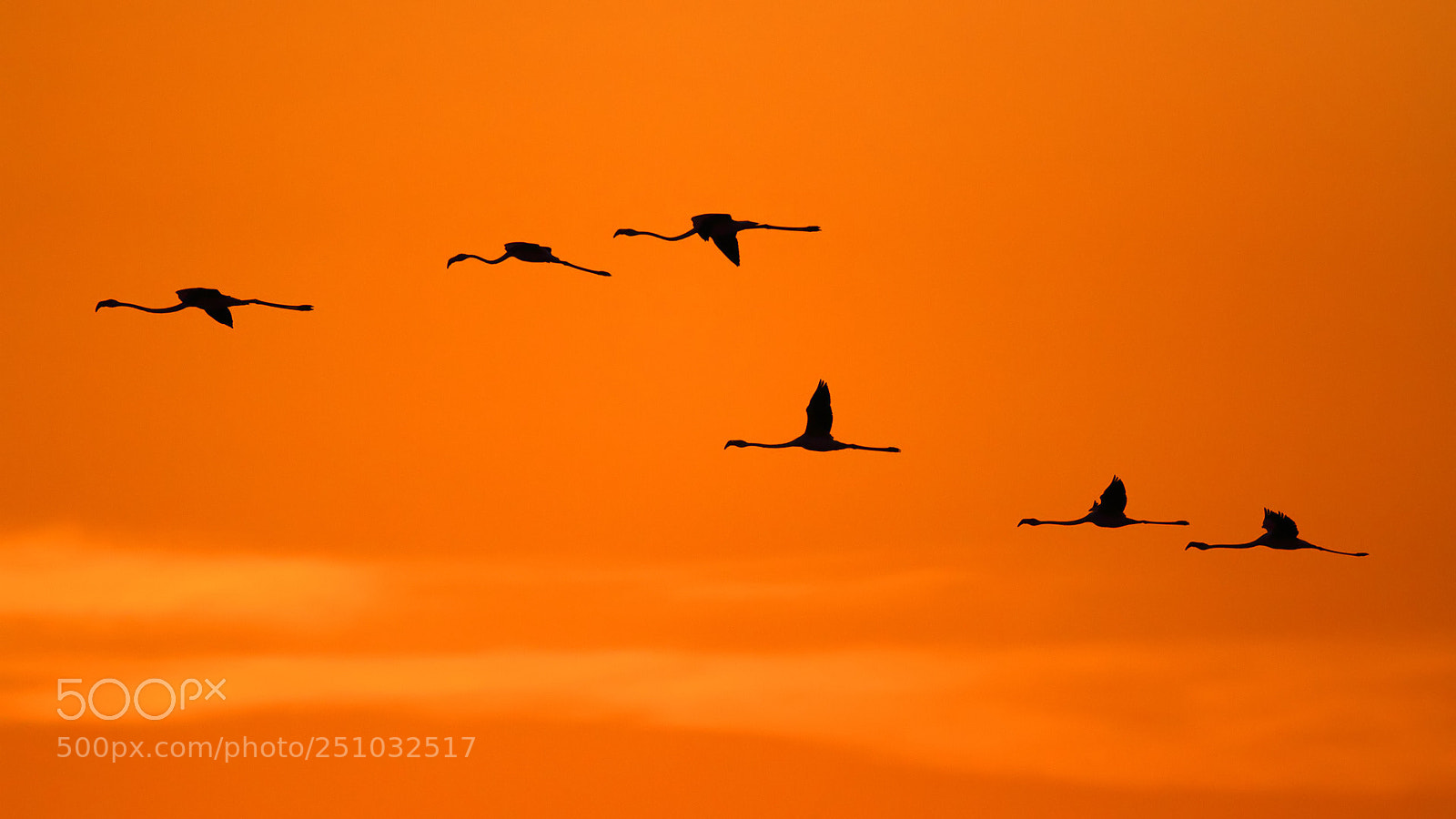 Canon EOS 7D sample photo. Sunrise & flamingoes photography