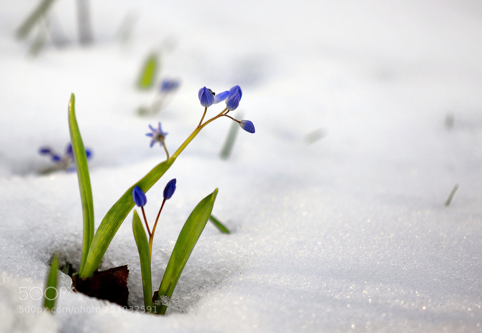 Nikon D3100 sample photo. Scilla photography