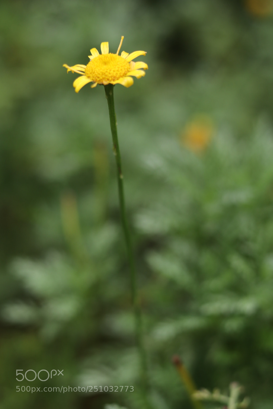 Canon EOS 80D sample photo.  flower photography