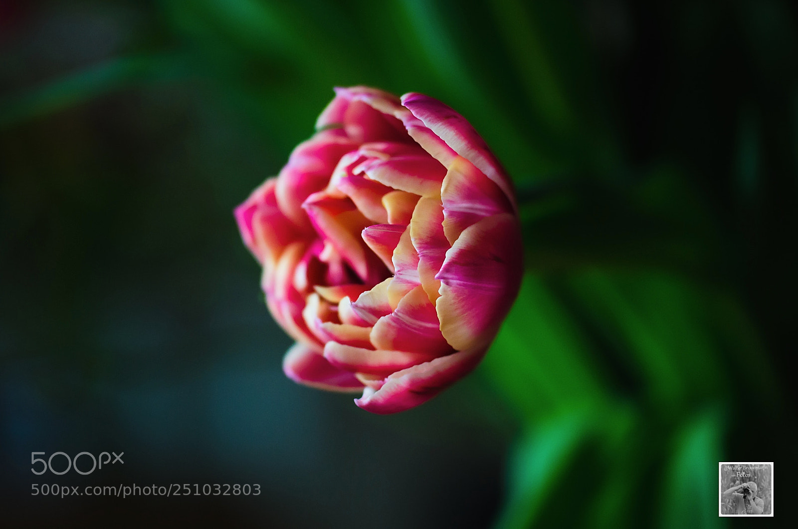Nikon D7000 sample photo. Tamron 60mm 2.0 macro photography