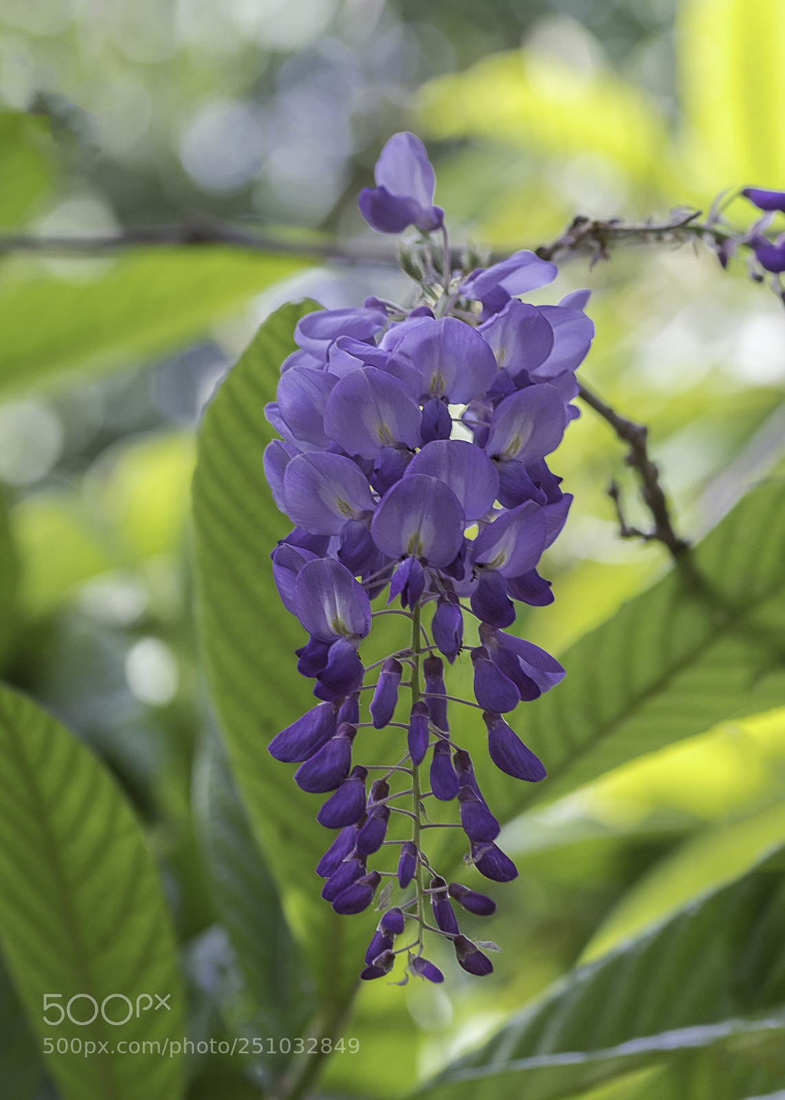 Nikon D3200 sample photo. Chinese wisteria photography