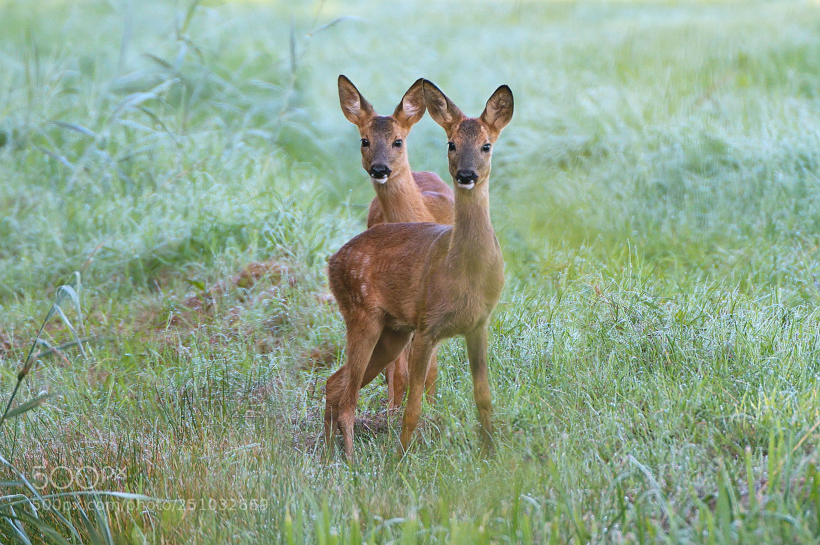 Nikon D500 sample photo. Twins photography