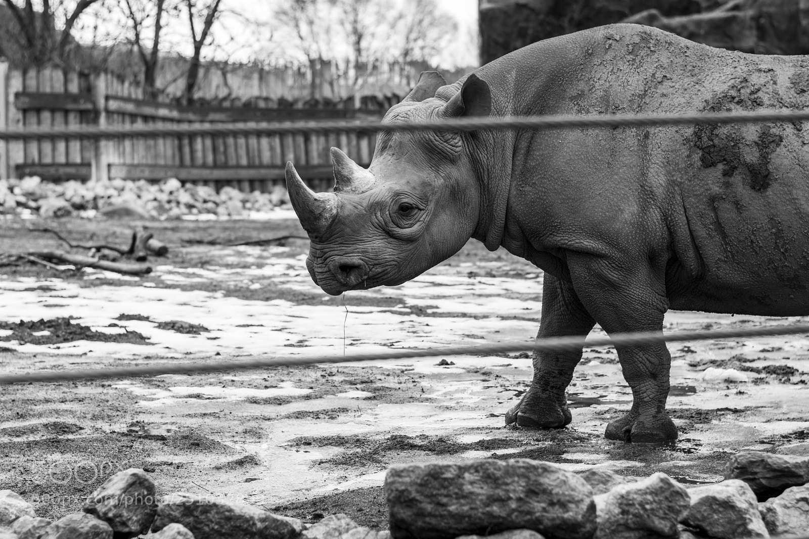 Nikon D7200 sample photo. Caged photography