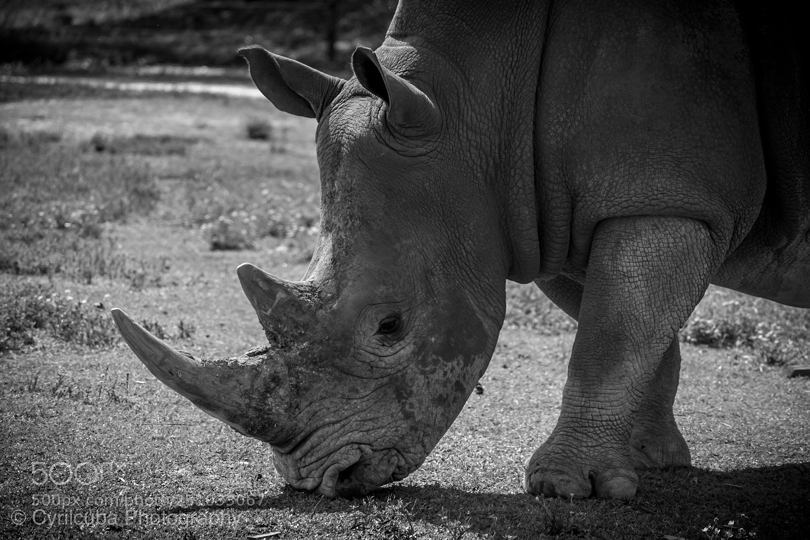 Nikon D5500 sample photo. Rino photography
