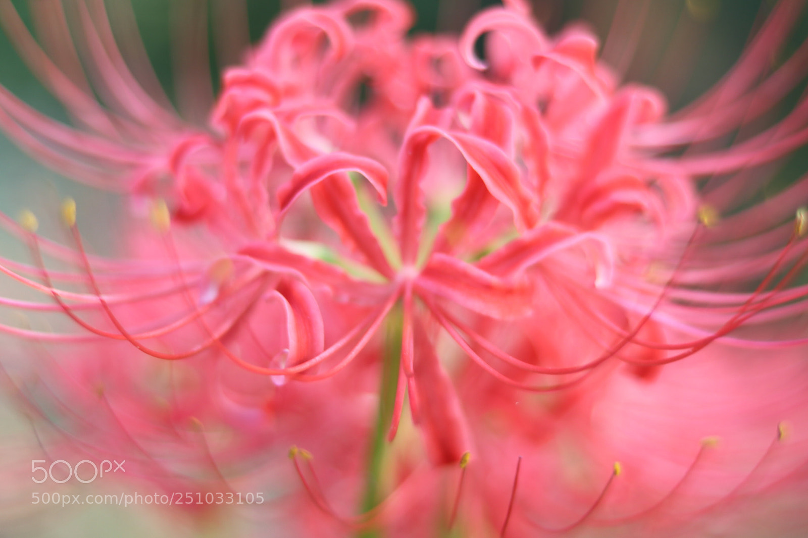 Canon EOS 80D sample photo. Cluster amaryllis photography