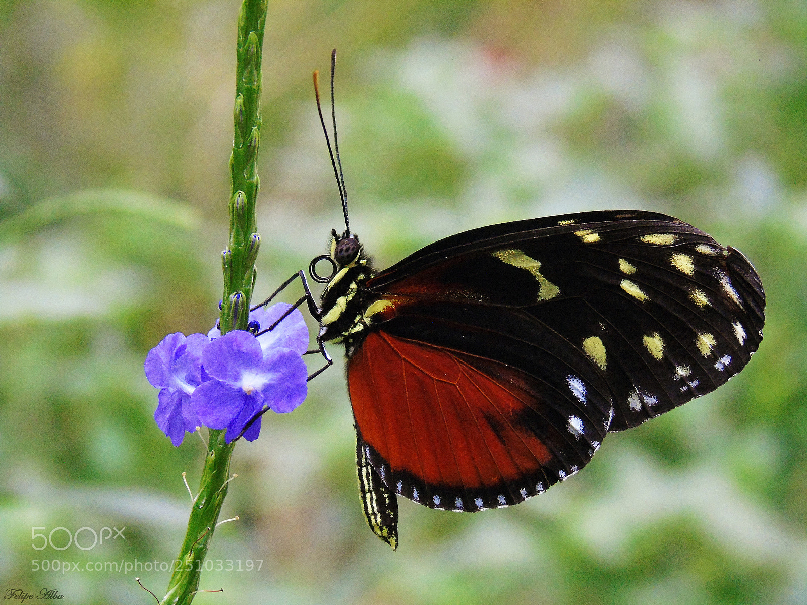 Sony Cyber-shot DSC-H400 sample photo. Butterfly macro photography