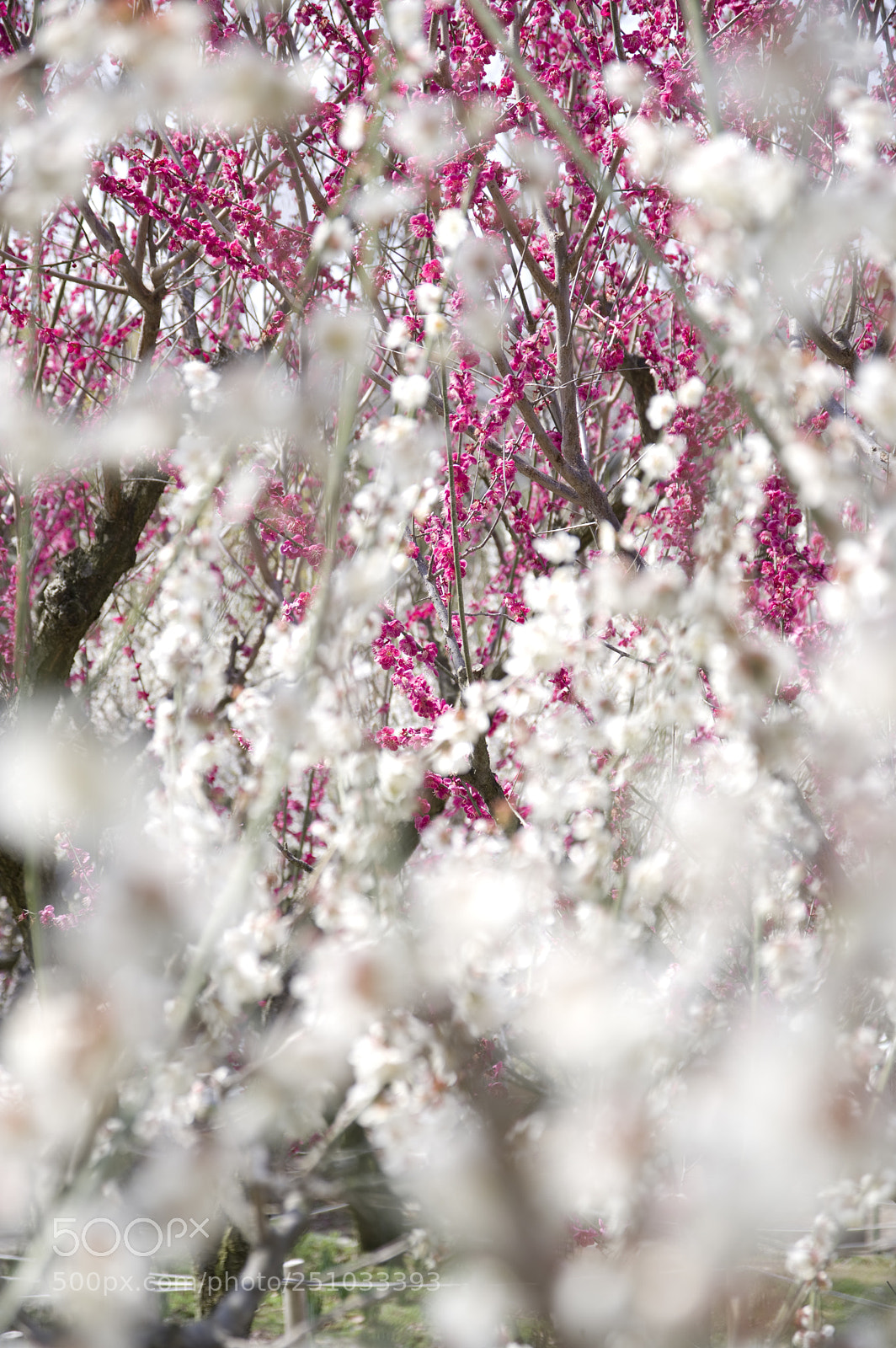 Pentax KP sample photo. 春の訪れ photography