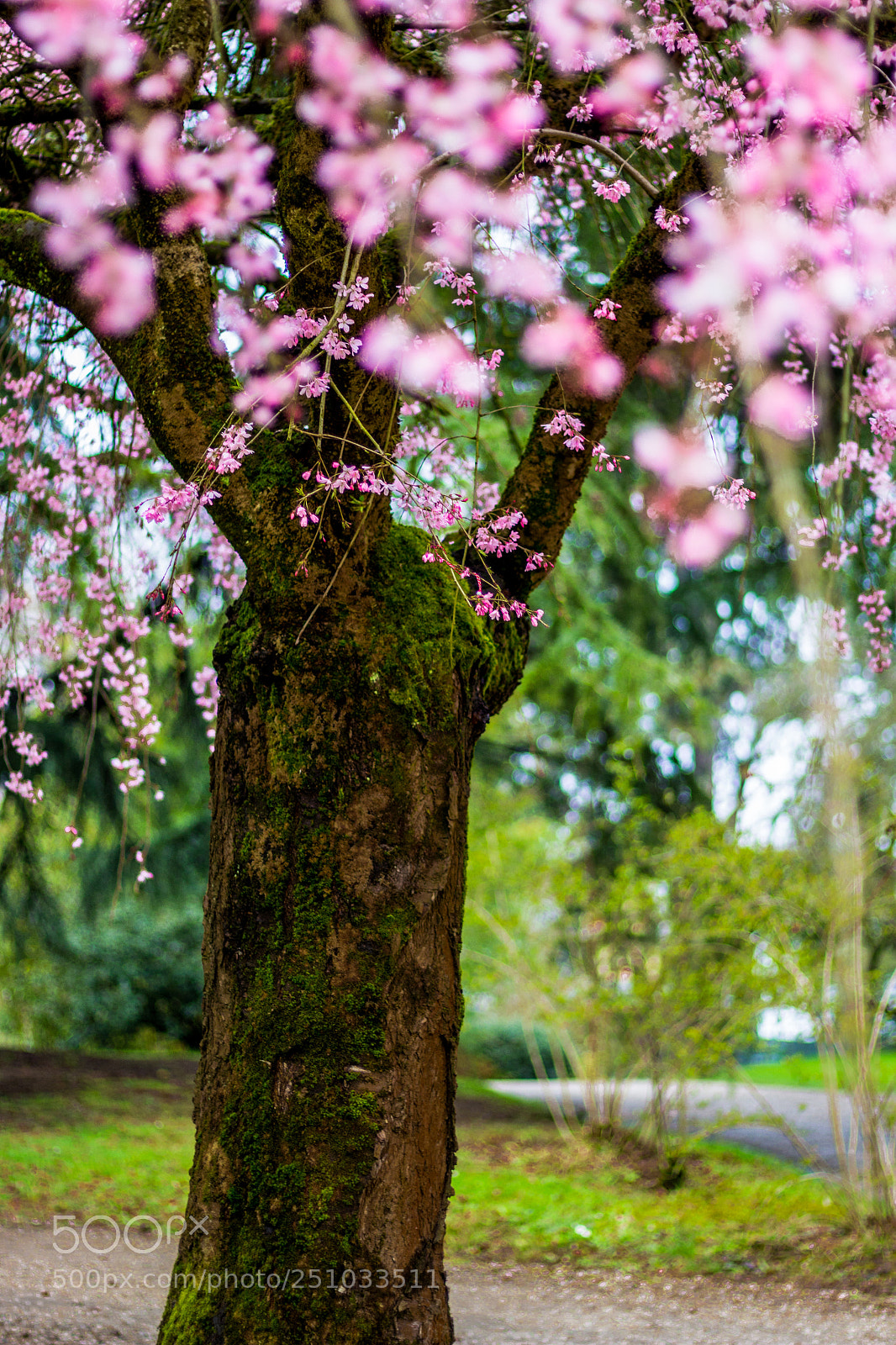 Canon EOS 700D (EOS Rebel T5i / EOS Kiss X7i) sample photo. Balade au parc du photography