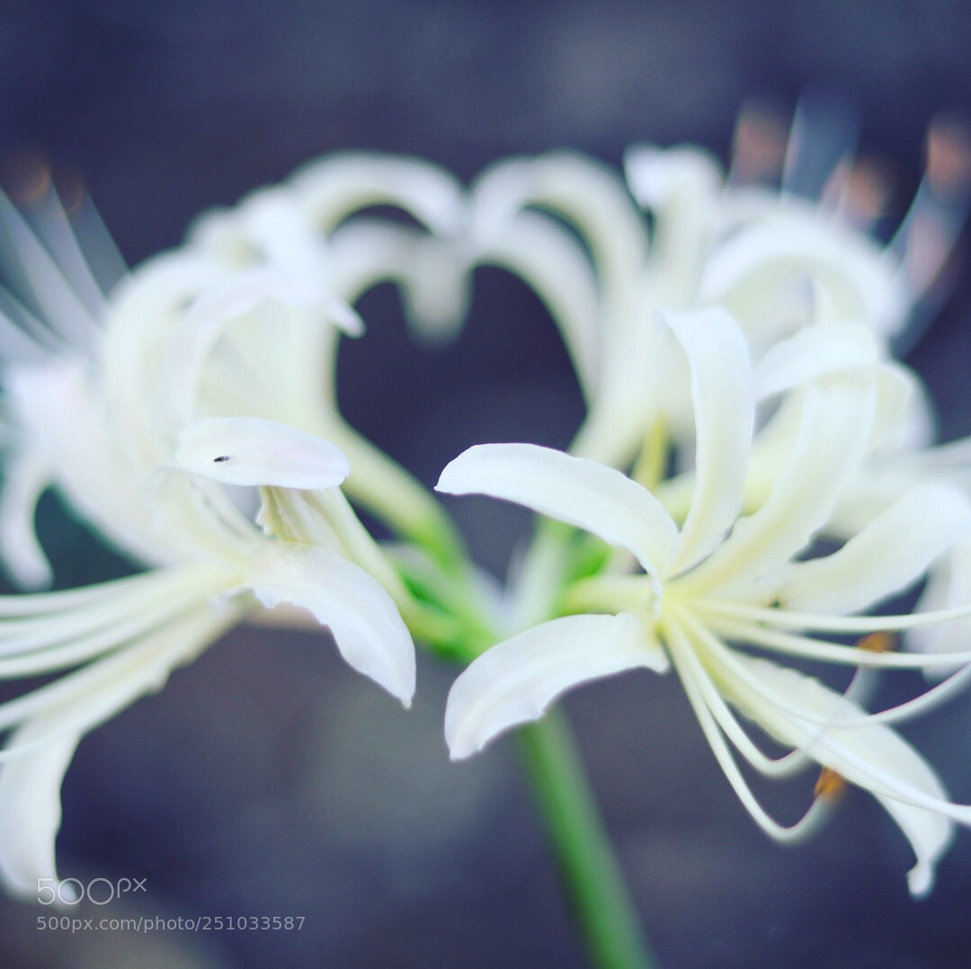 Canon EOS 80D sample photo. Cluster amaryllis photography