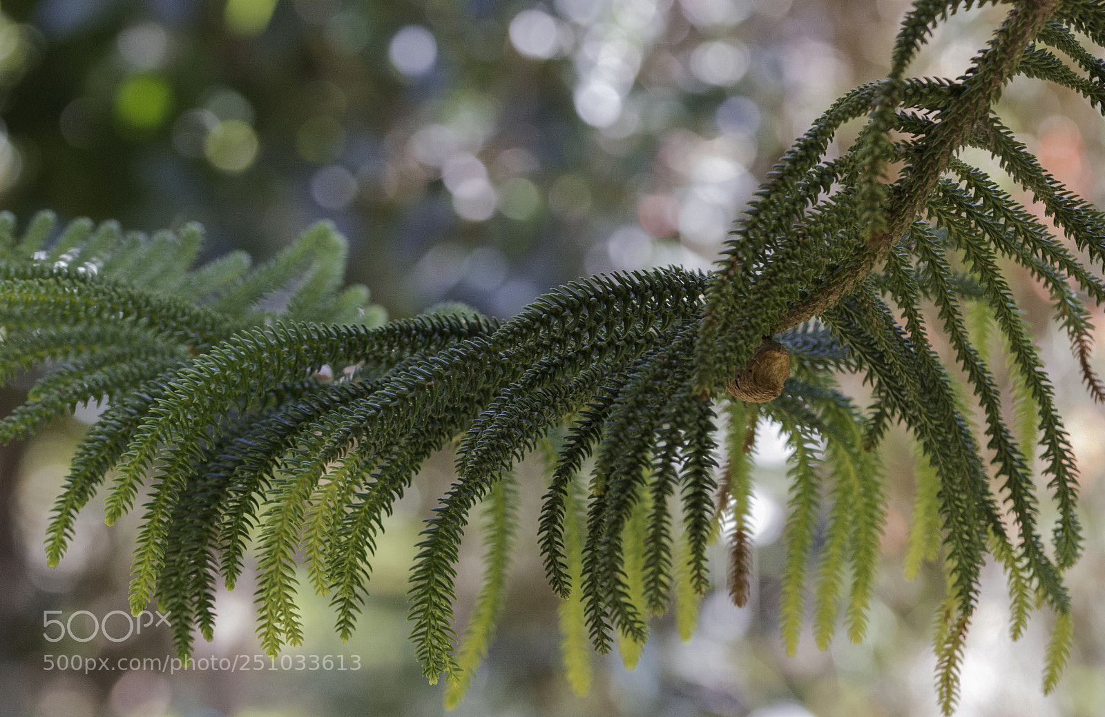 Nikon D3200 sample photo. Arokarya photography