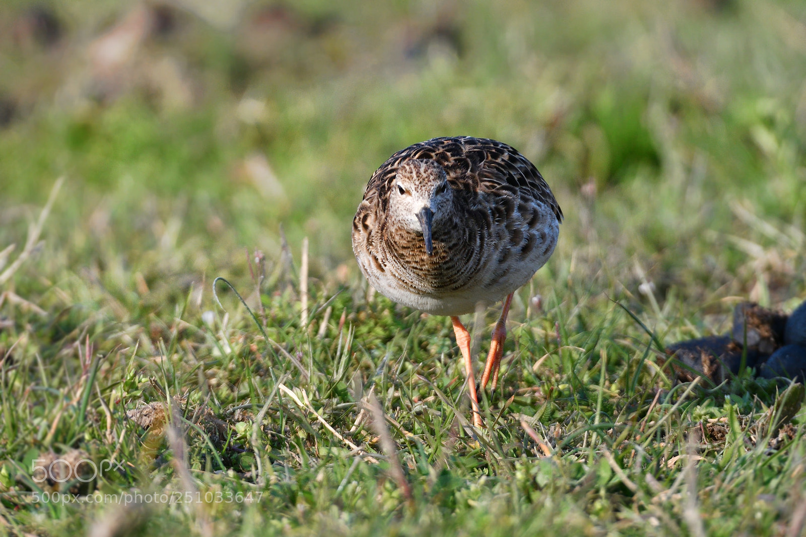 Nikon D500 sample photo. Combattente photography