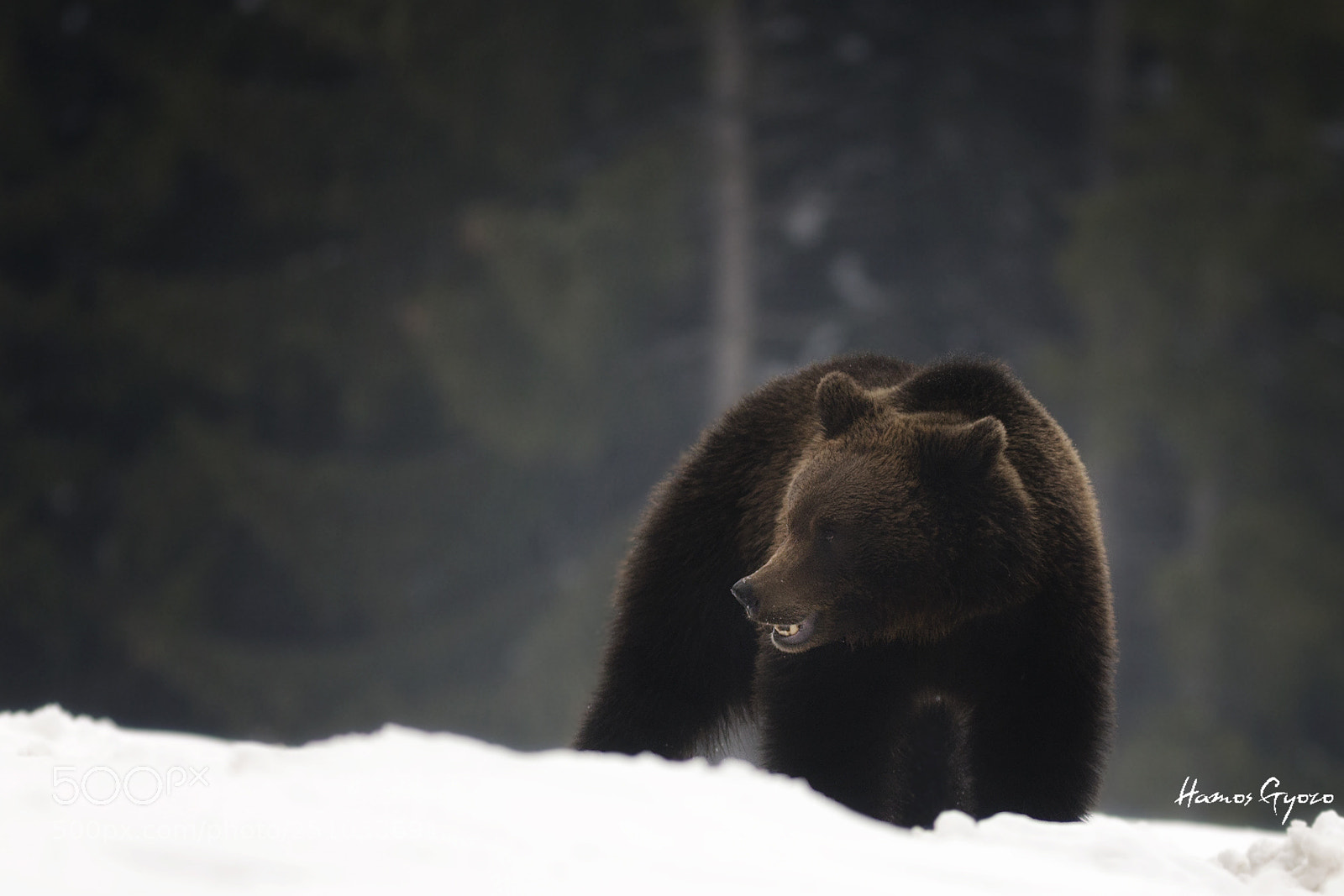 Canon EOS 5D Mark II sample photo. Land of the bears photography