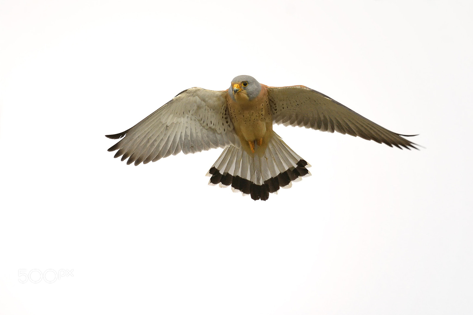 Nikon D7100 sample photo. Lesser kestrel hi key photography