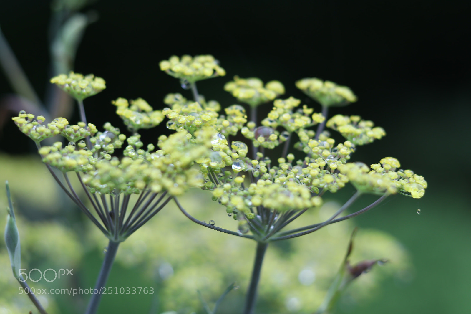 Canon EOS 80D sample photo.  flower photography