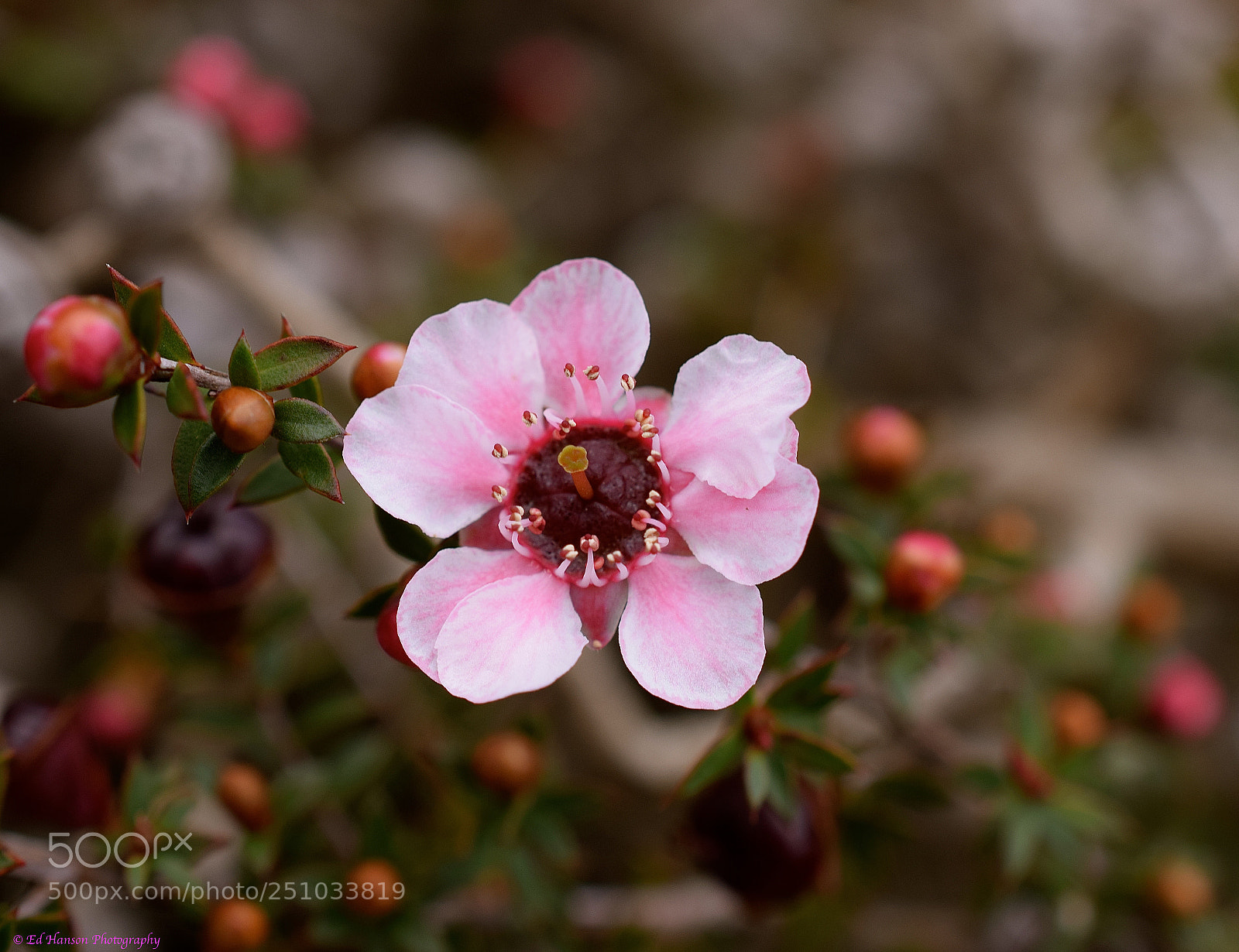 Nikon D3300 sample photo. Flower on our tea photography