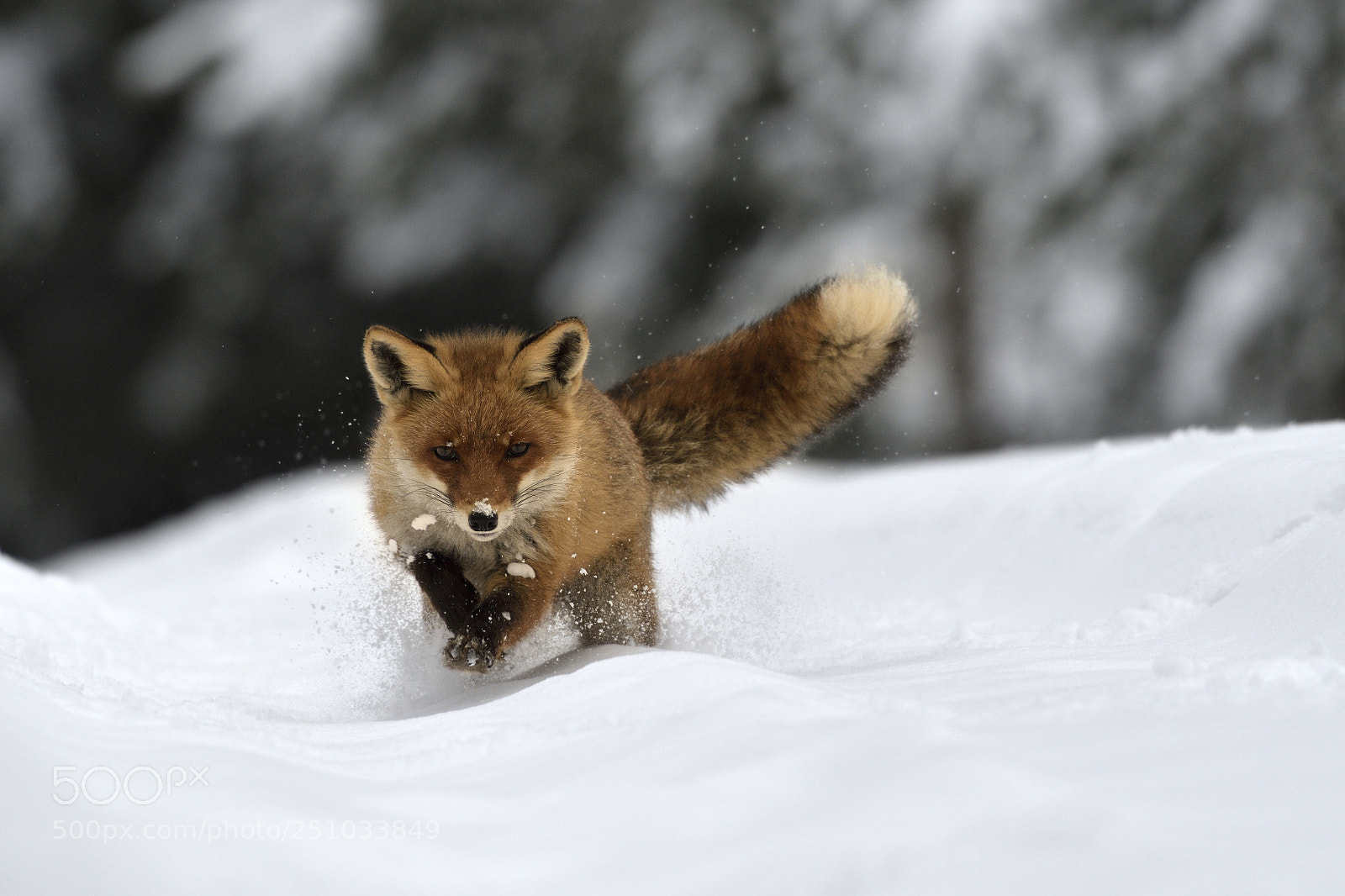 Nikon AF-S Nikkor 200-500mm F5.6E ED VR sample photo. Fox photography