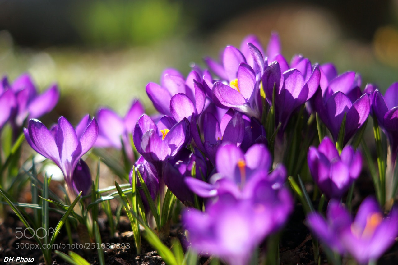 Sony ILCA-77M2 sample photo. Luminous crocuses photography