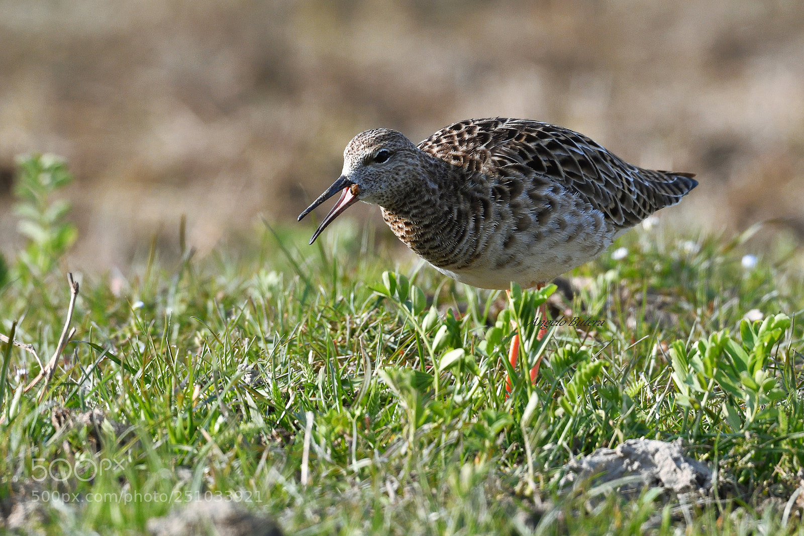 Nikon D500 sample photo. Combattente photography