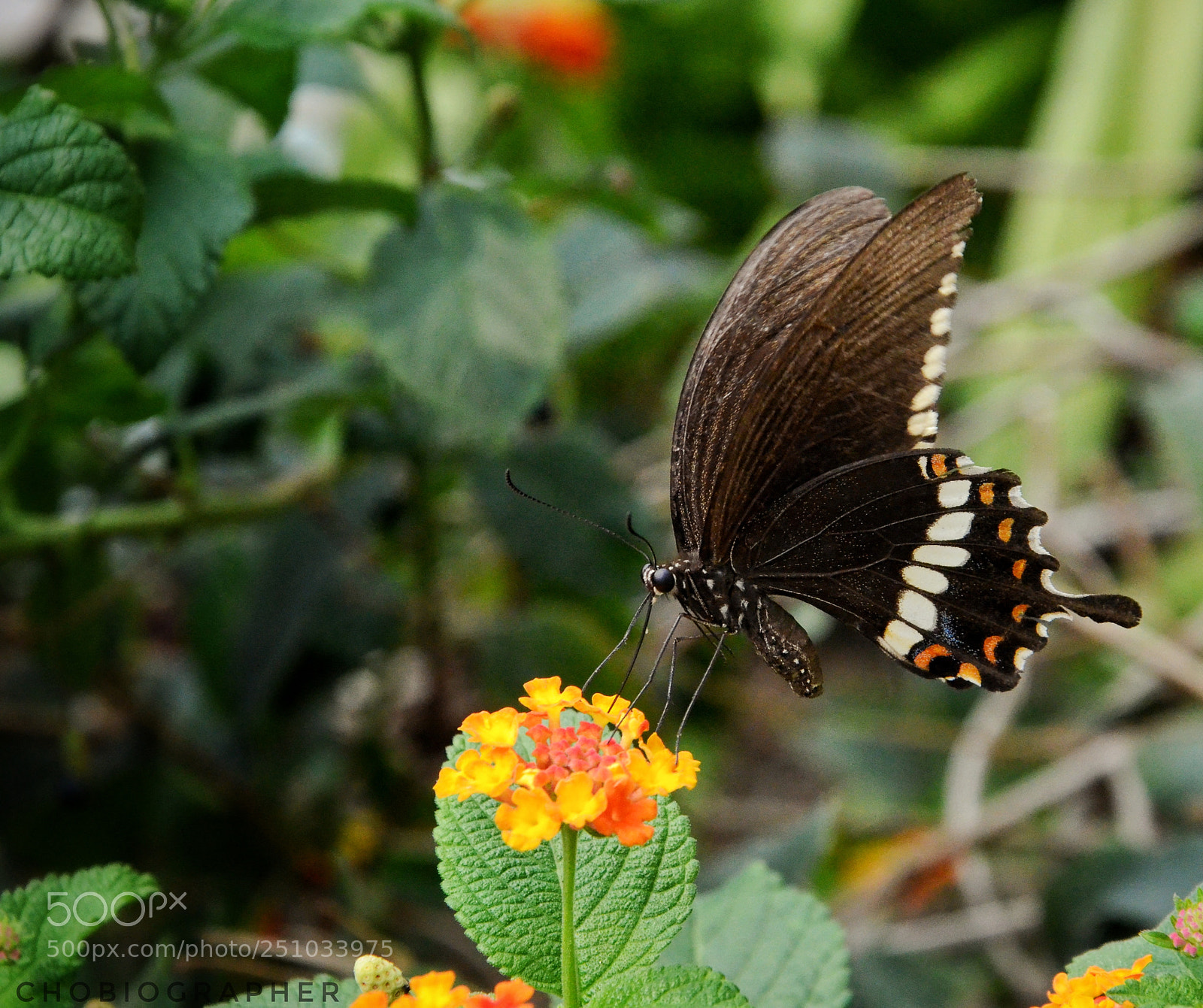 Nikon D7000 sample photo. Nectary. photography