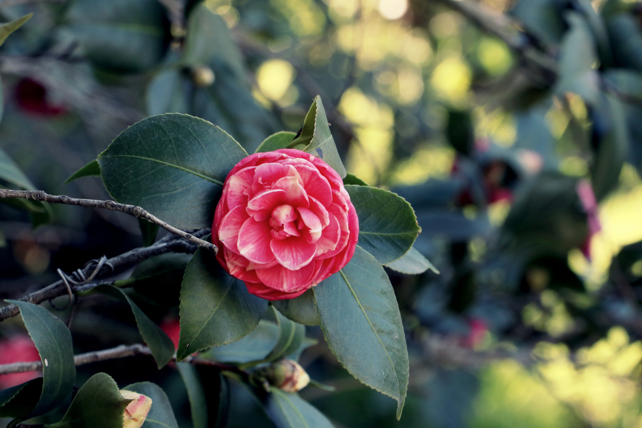 Canon EOS 760D (EOS Rebel T6s / EOS 8000D) sample photo. Center of attention photography