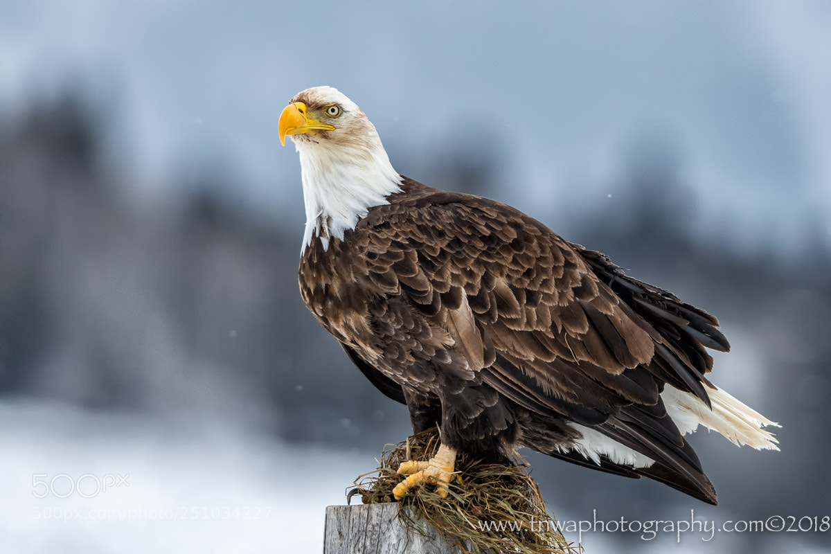 Nikon D500 sample photo. Regal eagle photography