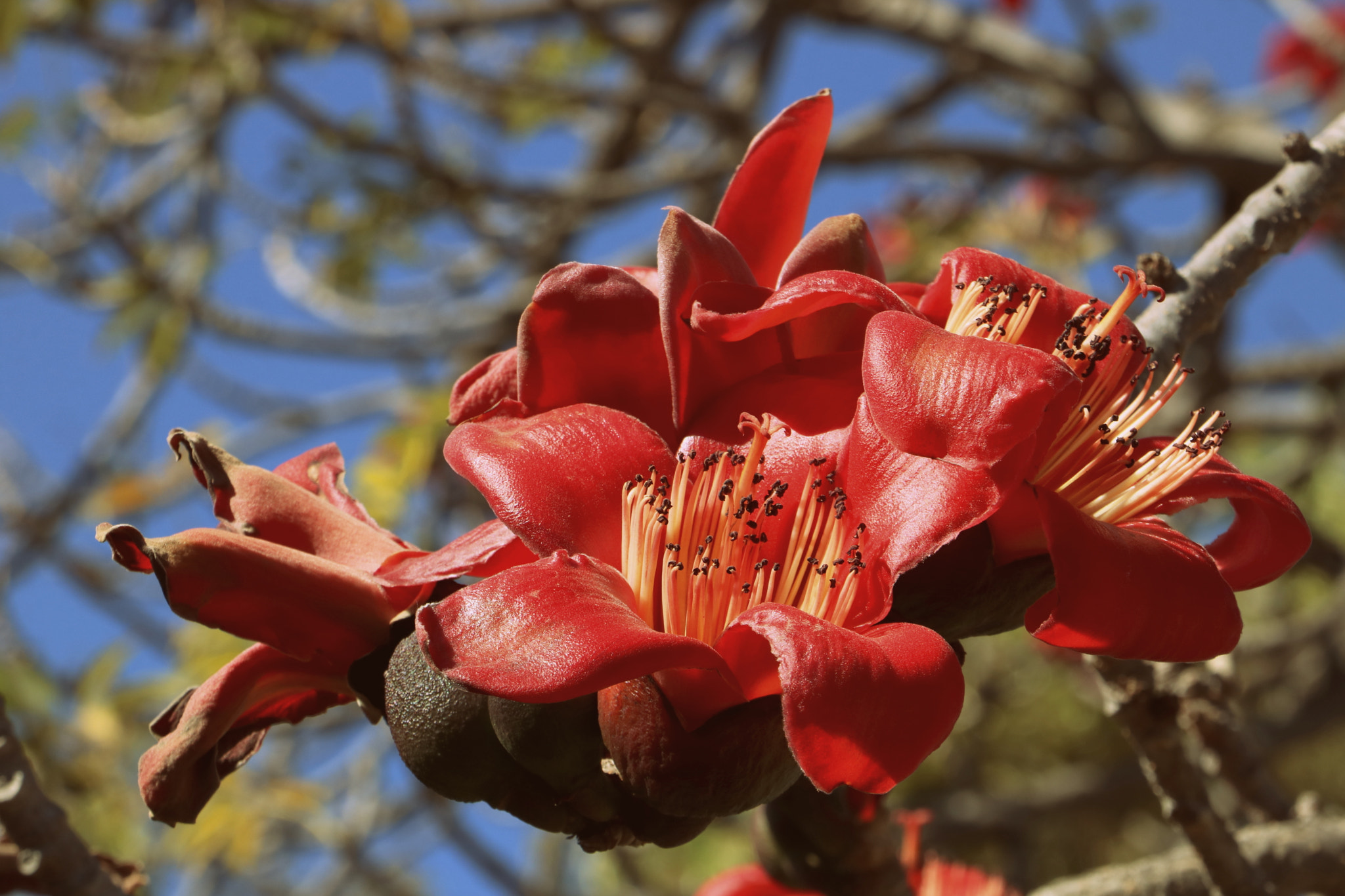 Canon EOS 760D (EOS Rebel T6s / EOS 8000D) sample photo. Chunky petals photography