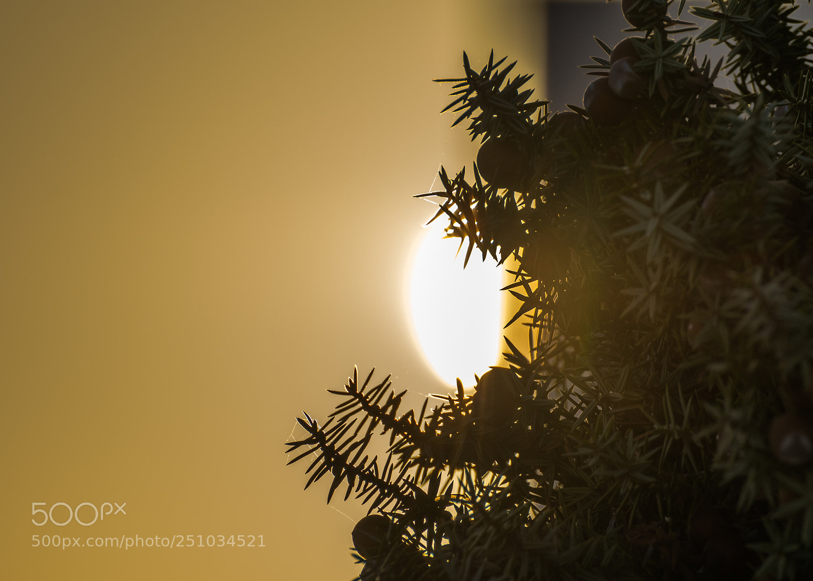 Nikon D5300 sample photo. Cedar sunset photography