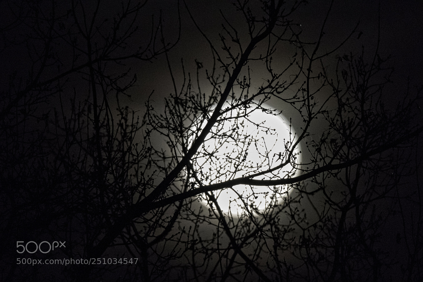 Nikon D810 sample photo. Super moon silhouette photography