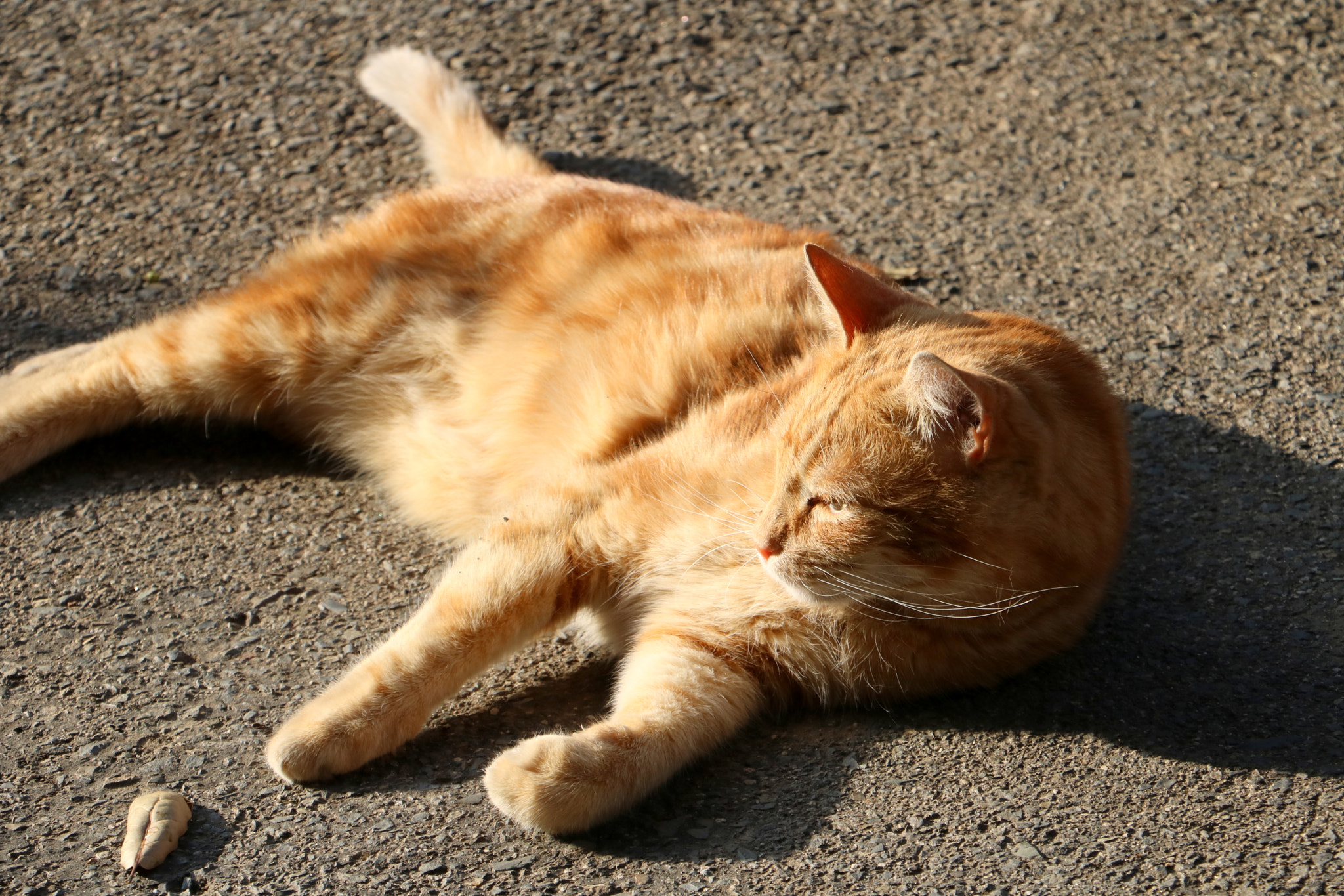Canon EOS 760D (EOS Rebel T6s / EOS 8000D) sample photo. Chillin' photography