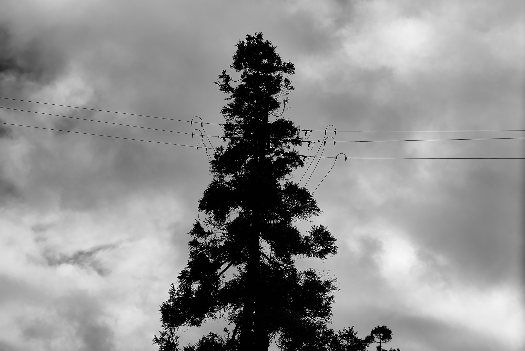 Leica M (Typ 262) sample photo. Power tree photography