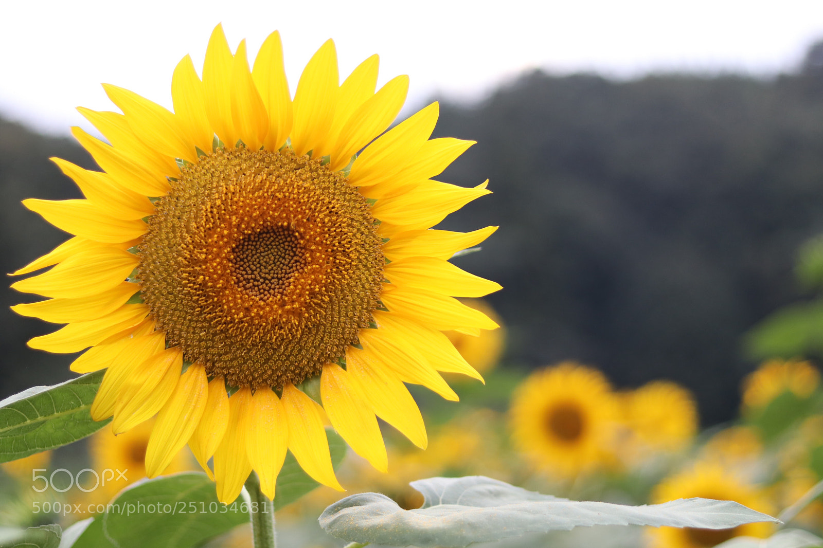 Canon EOS 80D sample photo. Sunflower photography
