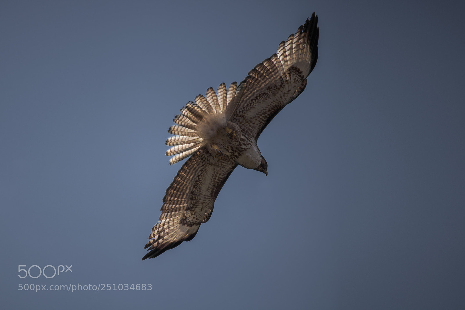 Canon EOS 750D (EOS Rebel T6i / EOS Kiss X8i) sample photo. Hawk photography