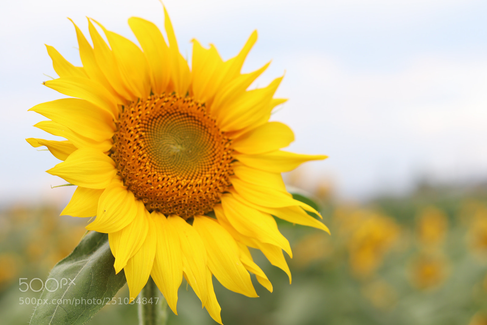 Canon EOS 80D sample photo. Sunflower photography