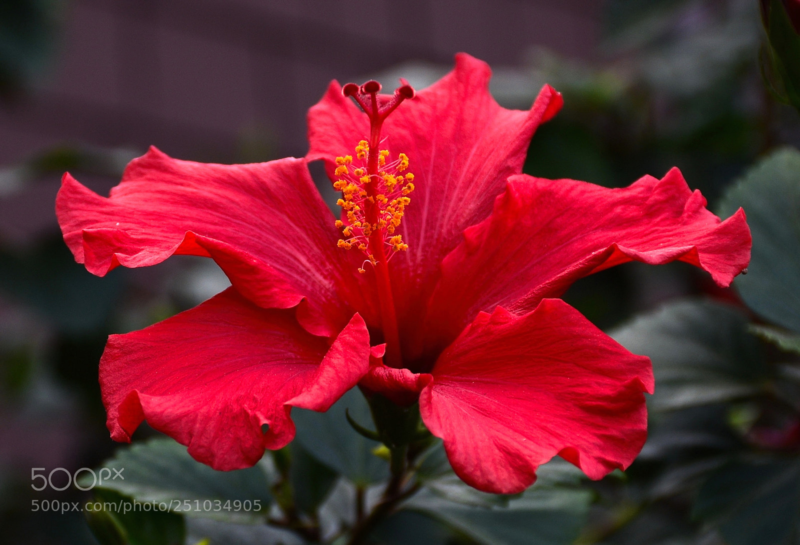 Nikon D7200 sample photo. Red hibiscus flower photography