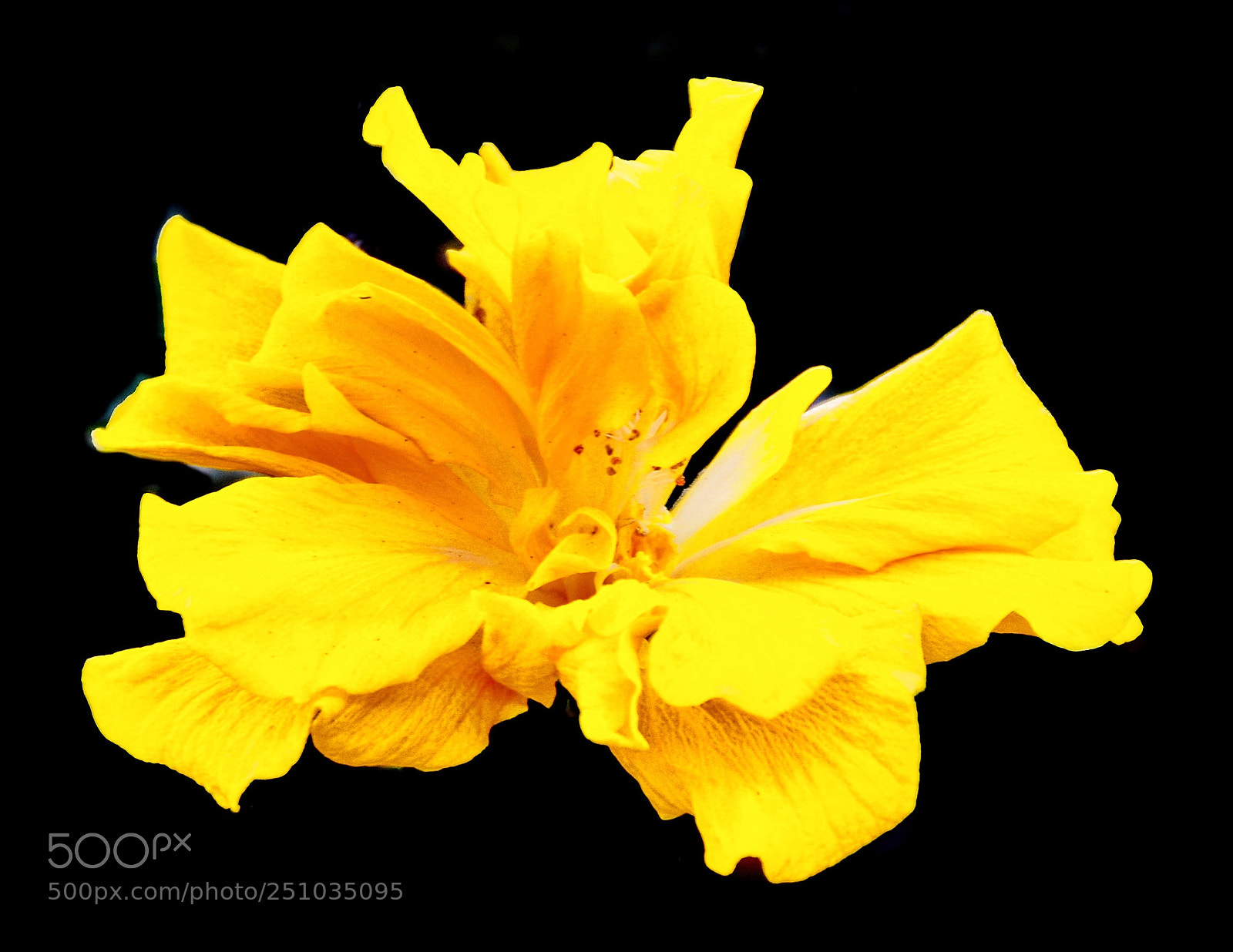 Nikon D7200 sample photo. Gold flower photography