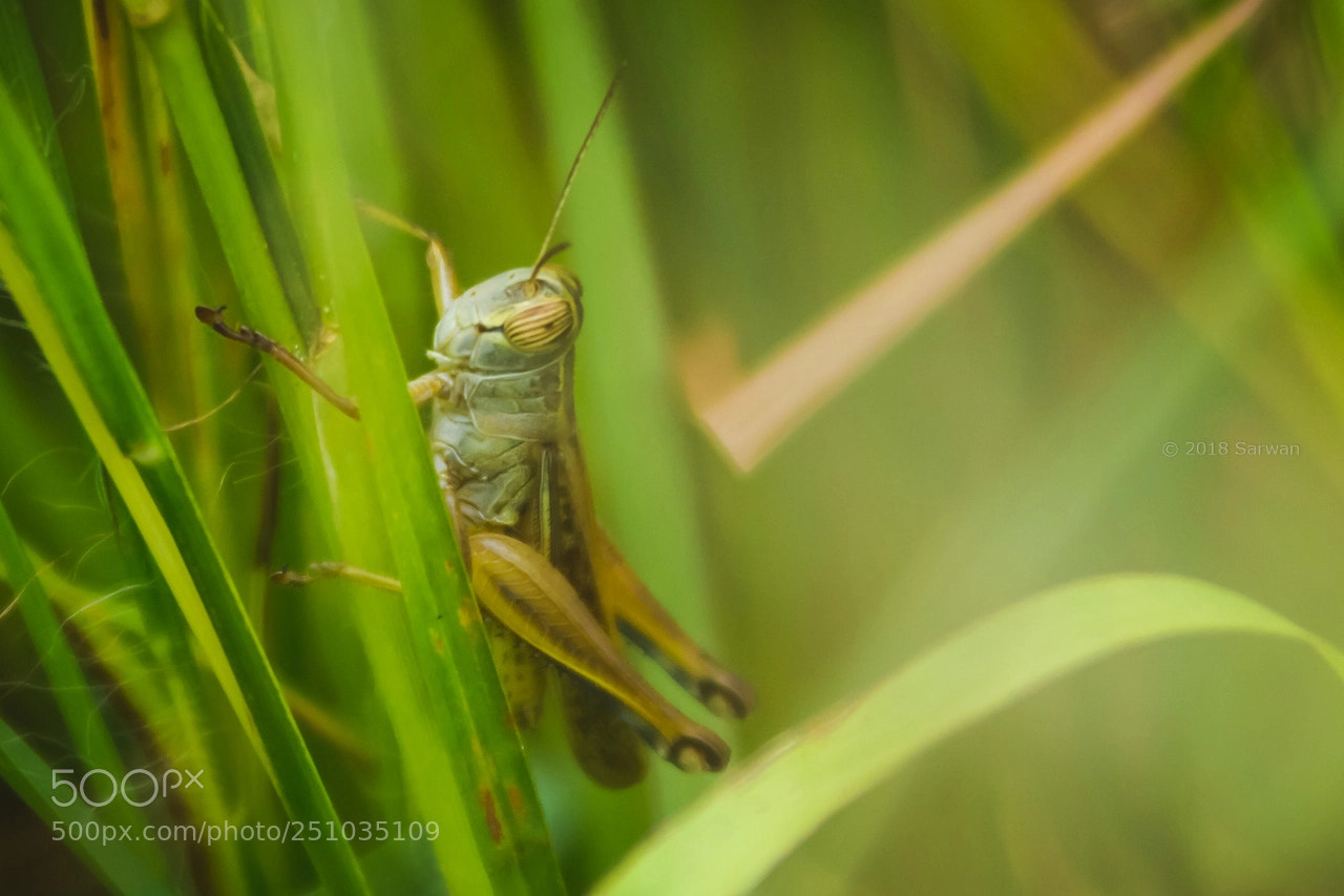 Canon EOS 550D (EOS Rebel T2i / EOS Kiss X4) sample photo. The grasshopper photography