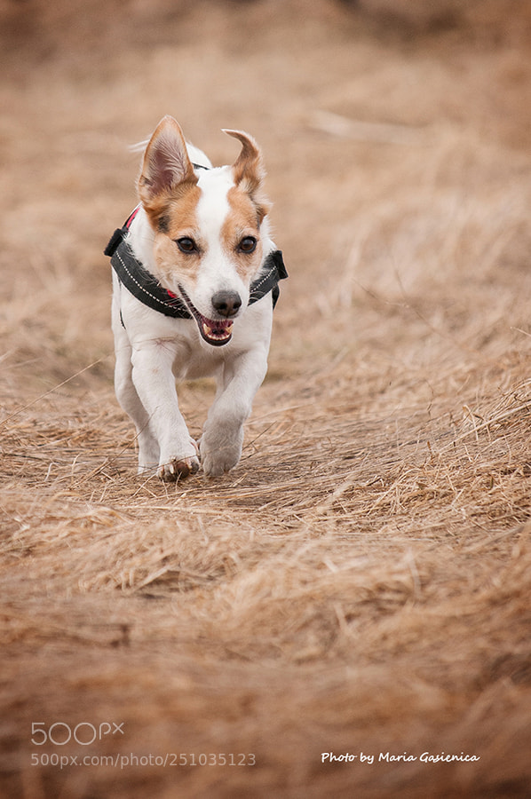 Nikon D300S sample photo. "tosia" photography
