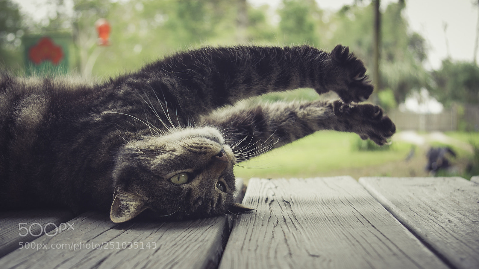 Pentax K10D sample photo. Caturday is everyday photography