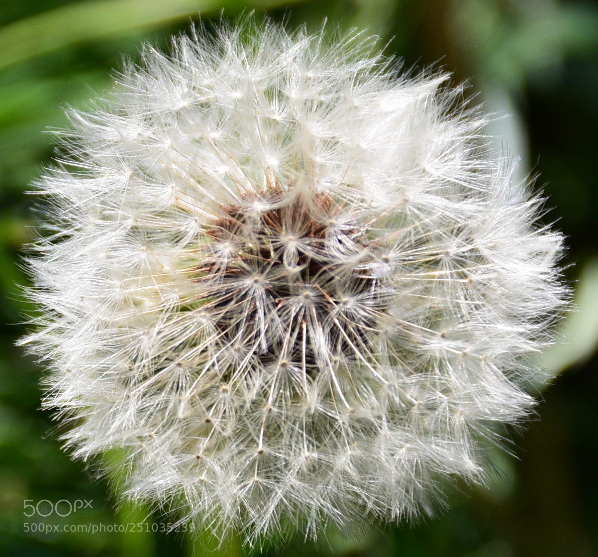 Nikon D7200 sample photo. White puffball flower photography