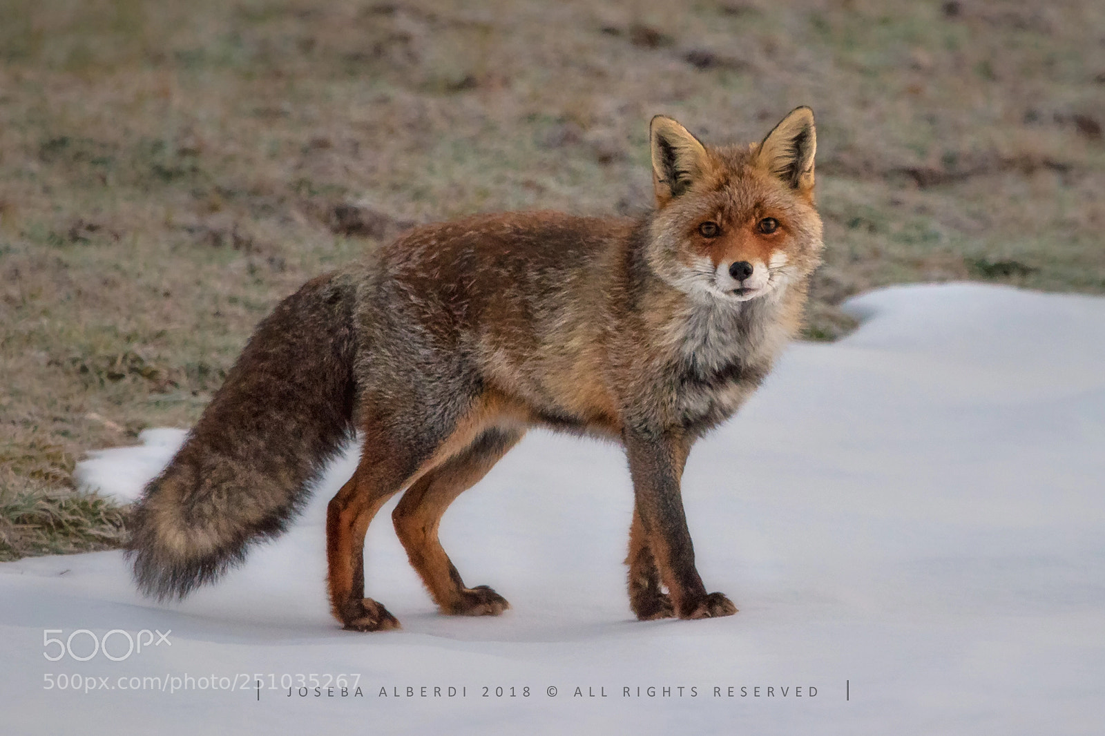 Nikon D5500 sample photo. Fox looking at me photography