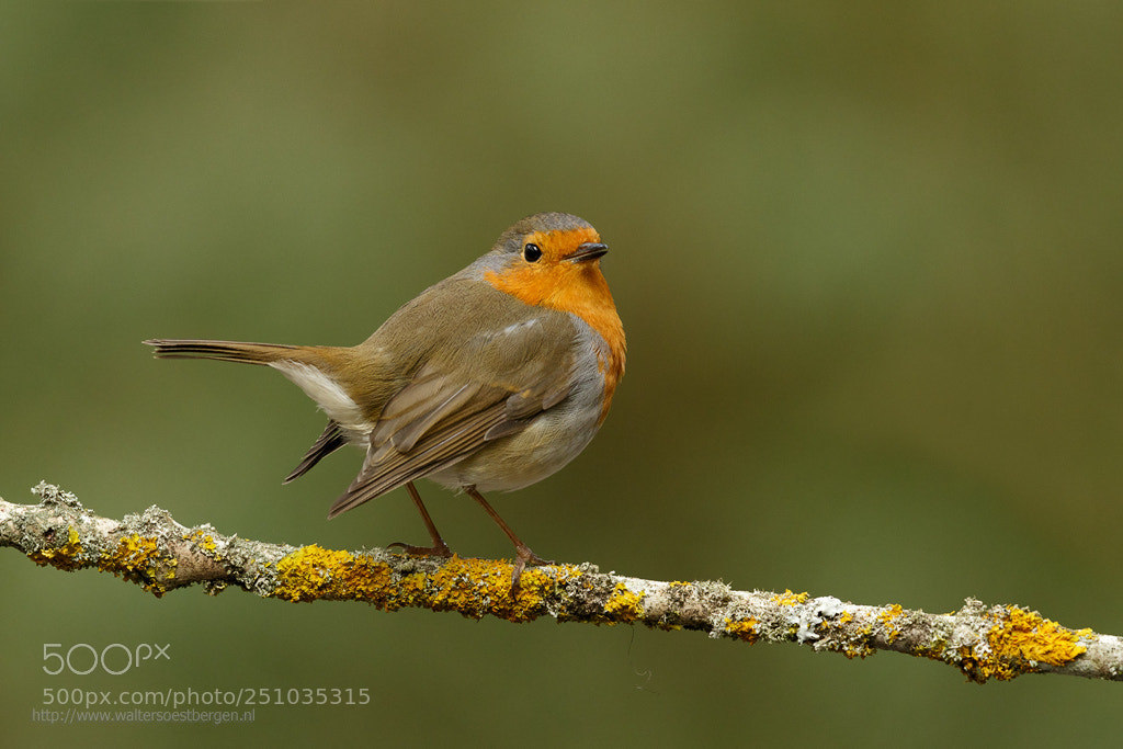 Canon EOS 7D Mark II sample photo. Roodborst ; robin ; erithacus rubecula photography