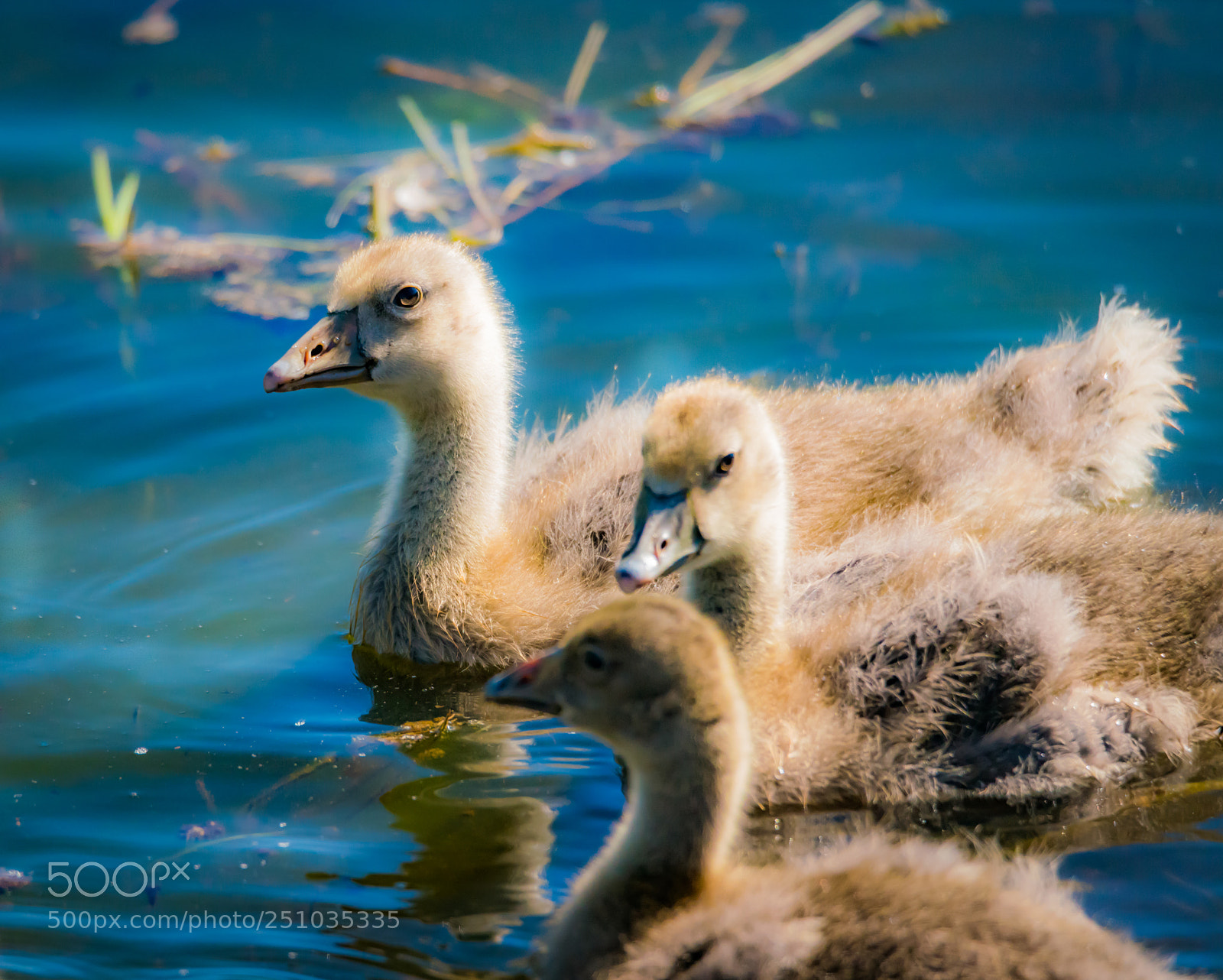 Sony a99 II sample photo. Three fluffy baby birds photography