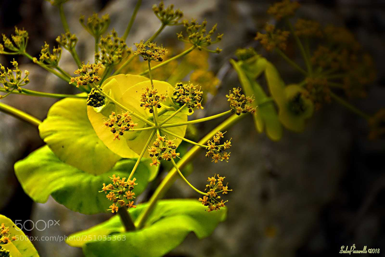Nikon D5200 sample photo. Little details in nature photography