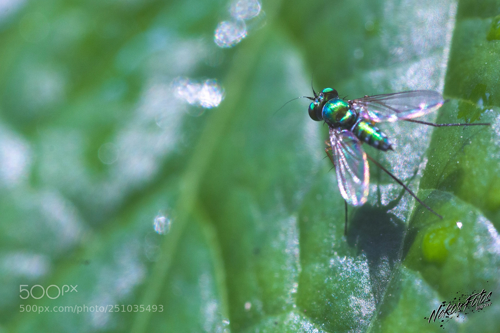 Canon EOS 60D sample photo. Buggy03 photography